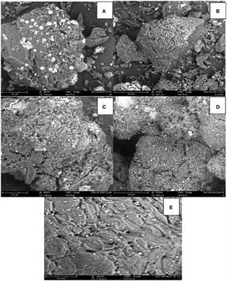 Preparation and Evaluation of Adsorbents from Coal and Irvingia gabonensis Seed Shell for the Removal of Cd(II) and Pb(II) Ions from Aqueous Solutions